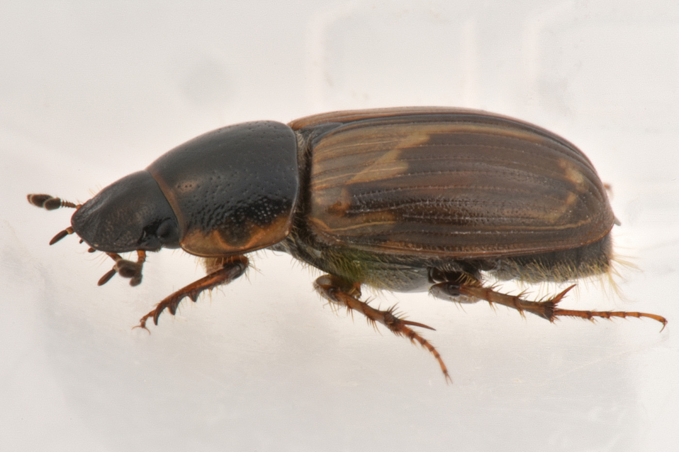 Aphodiidae: Melinopterus prodromus m & f ?  Sì !